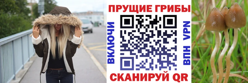 Купить где  Змеиногорск  Псилоцибиновые грибы Magic Shrooms 